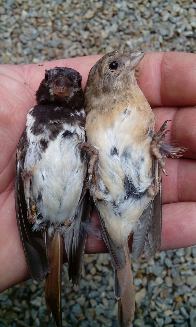 Black headed Canary